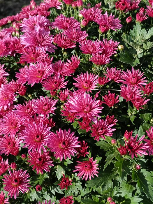 Маточники мультифлоры