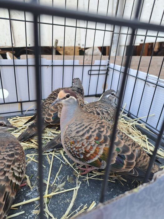 Turturele aripa de bronz