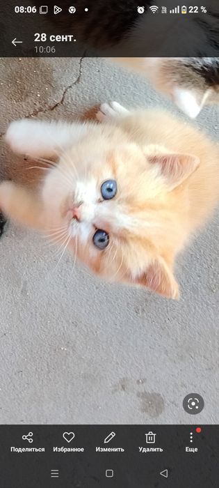 Отдам двух котят