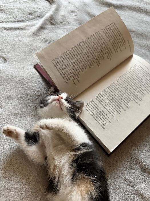 Отдам котят бесплатно