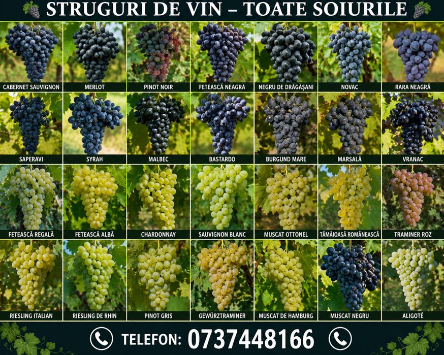 Vand struguri de vin