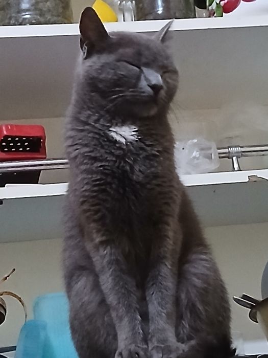 Пышык катты акыллы