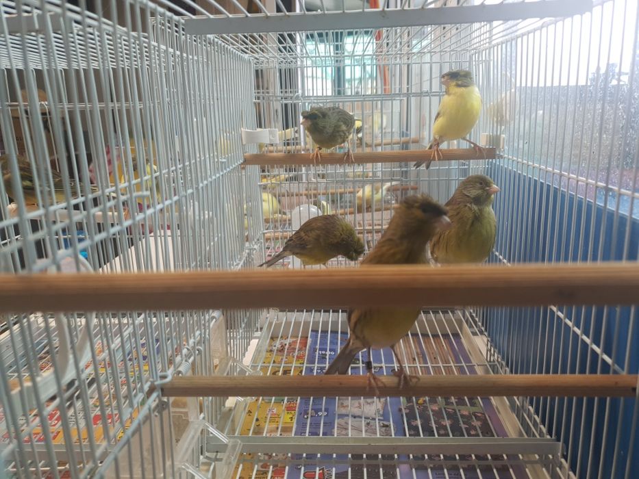 Vând  canari Timbrando inelati