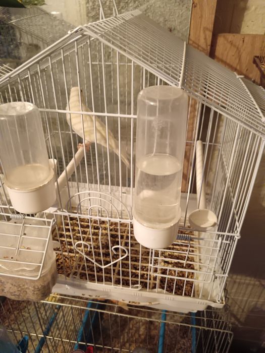 Канарчетата за продан