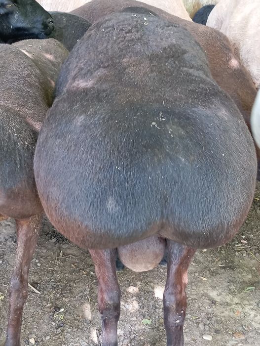 Pornoda keksa ayollar ru