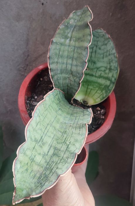 сансевиерии растения комнатные