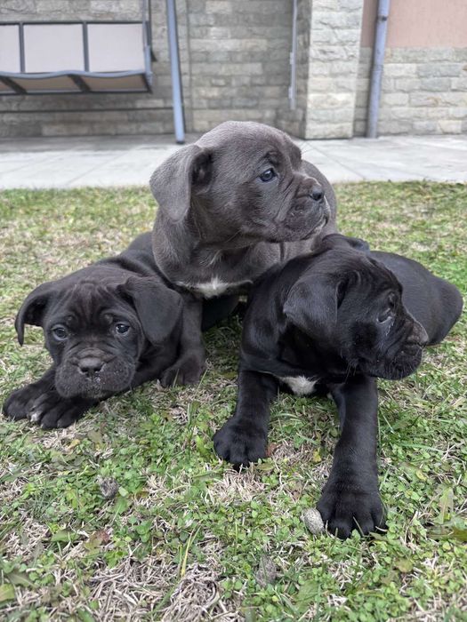 Кане Корсо сладури