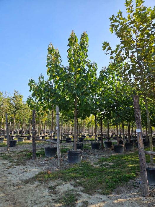 Paulownia avem toate dimensiunile