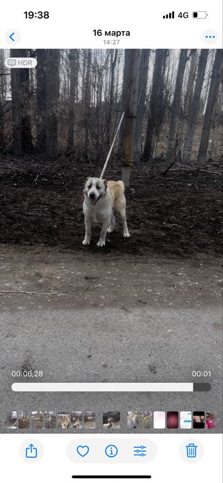 Алабай сатылады срочно ұрғашы