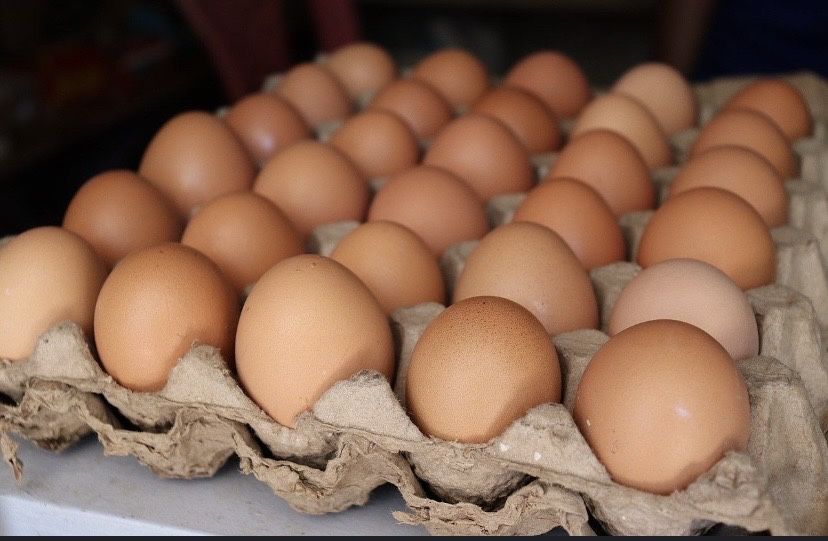 Продам домашный яйцо