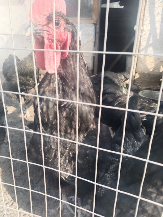 Продам петуха австролорп