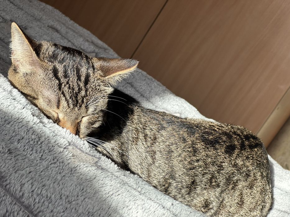 Отдам взрослого кота