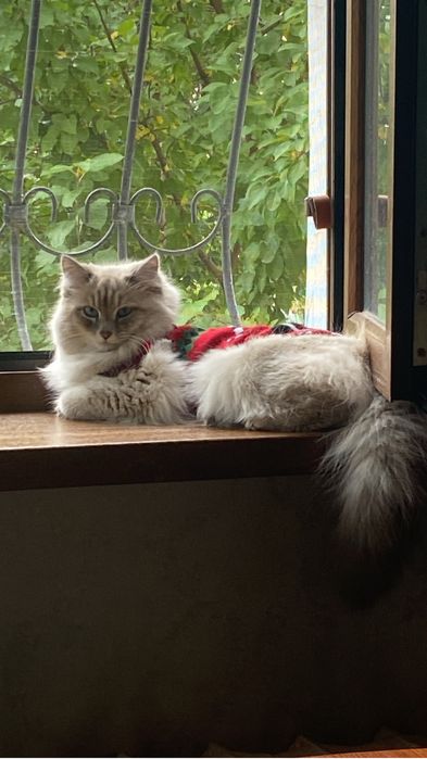 Кошечка Юки 9-10 месяцев