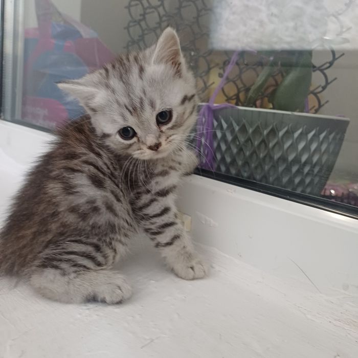 шотландские котята
