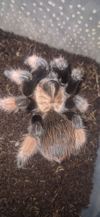 Паук Brachypelma emilia