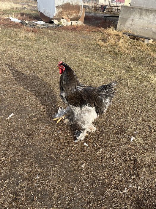 Продам бойцовый петух