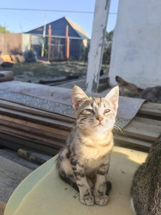 отдам кошек и котят срочно