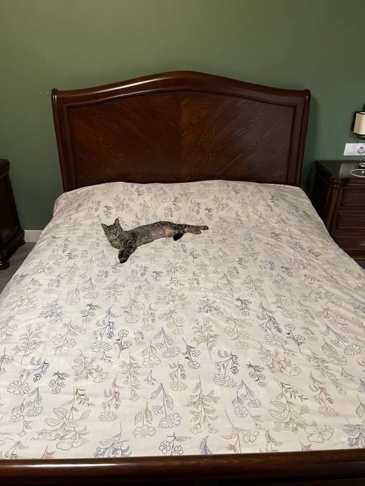 Отдам кошечку в добрый руки