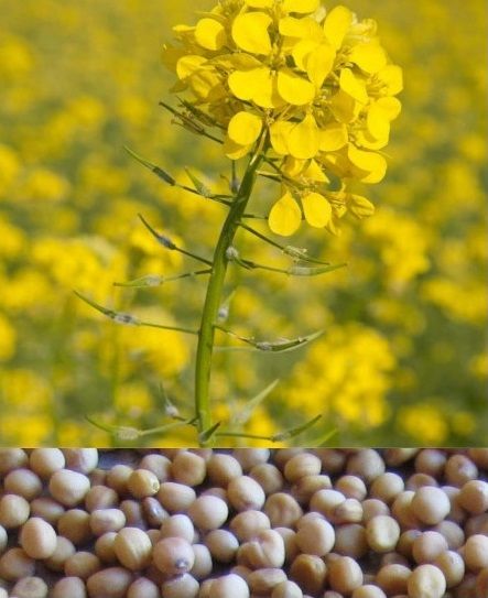 Mustar alb seminte C1, pt infiintare strat vegetal/inverzire, 25 kg