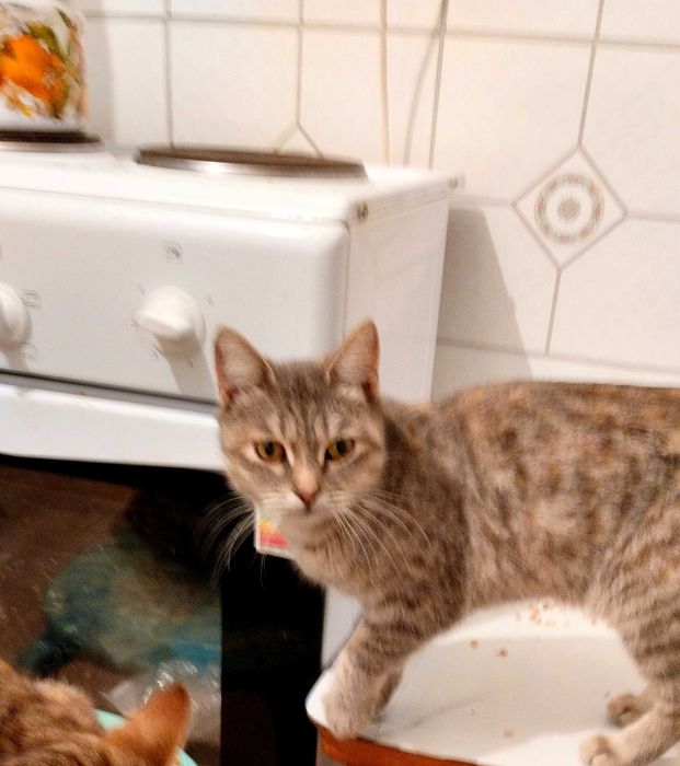 Отдам кошку в добрые руки