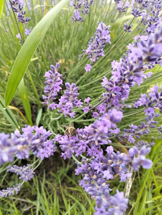 Buchete uscate de flori de lavanda