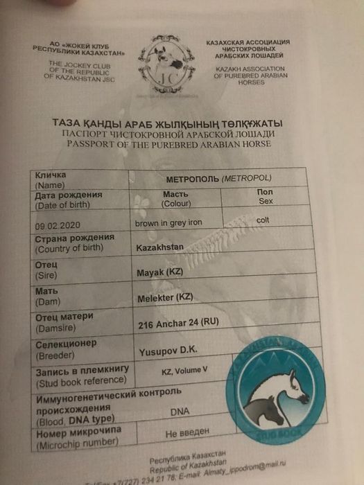 Продам Арабского жеребца потомка знаменитых жеребцов