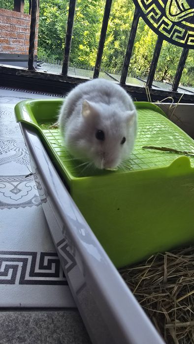 Hamster/hamster pitic