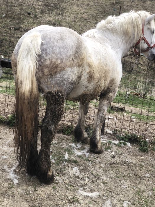 Vind o iapa sura si on minz și o inșie   ca oiapa ro