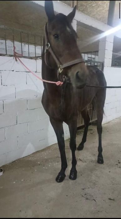 Продается кобыла