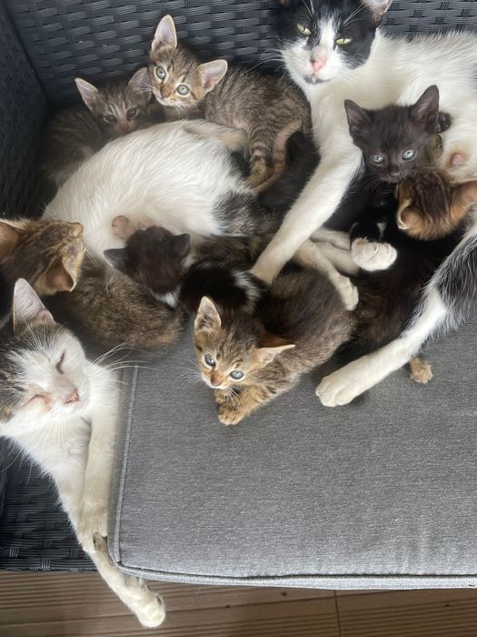 Подаряват се малки котенца