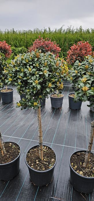 Tuia leylandi ( chamaecyparis) pon pon - spirala-