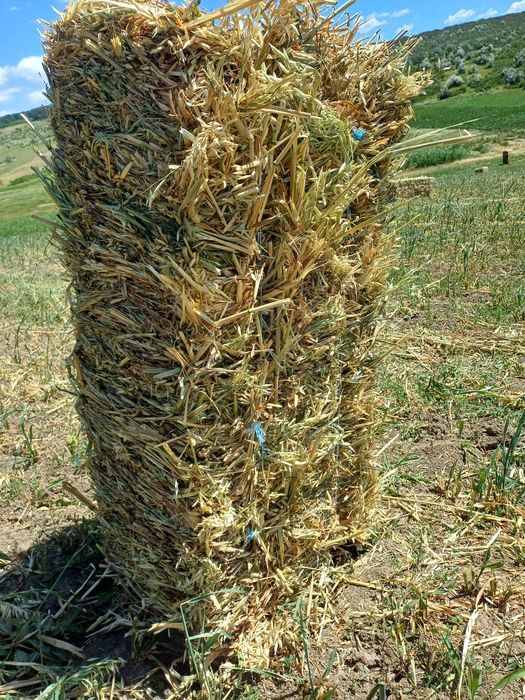 Vând 800 baloti de Ovaz si peste 3000baloto fan