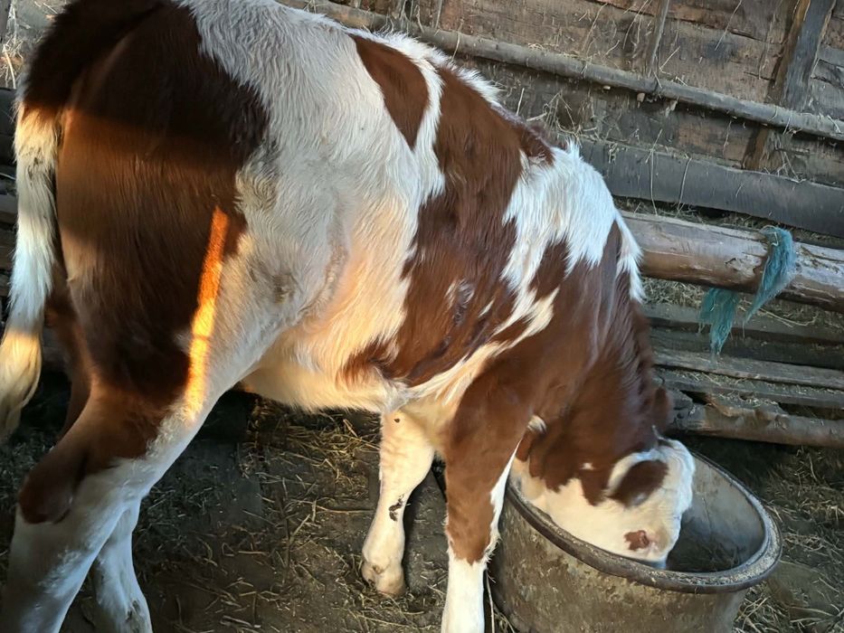 Vând vițea de 5 luni