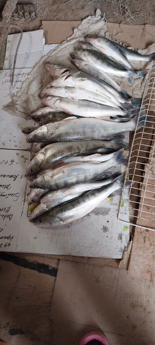 Продам рыба местная свежая.