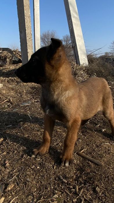 Белгиская окарачка