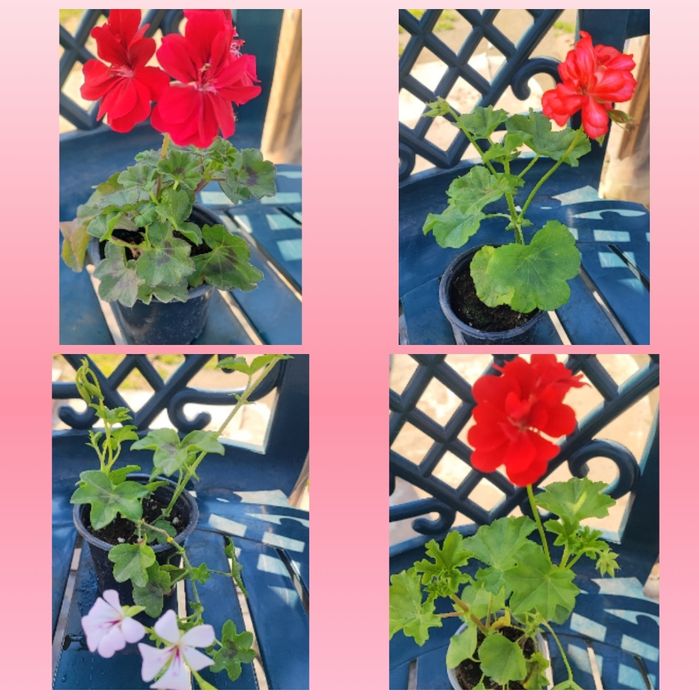 Мушката и сакъзи