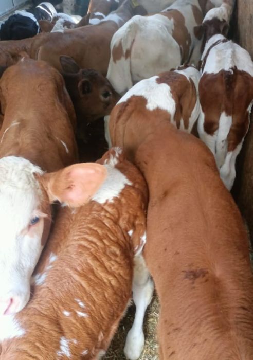 Vand vitei si vitele baltate