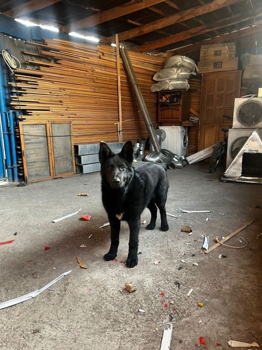 Немецкая Овчарка 6 месяцев