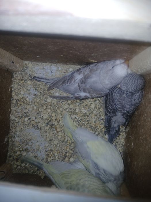 Bir jup bolali para sotiladi 4 ta bolasi narxi 370 ming ozirog' kami b