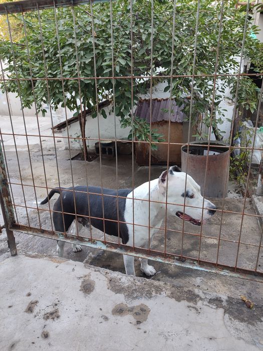 Вязка собаки стаффорда