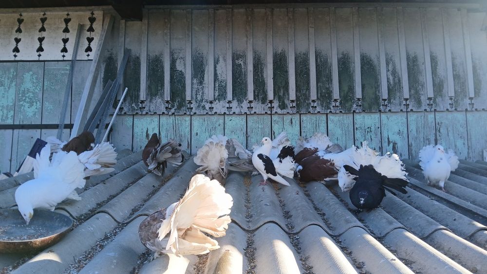 Porumbei curcani Voltati  de vanzare  sau la schimb pe diverse