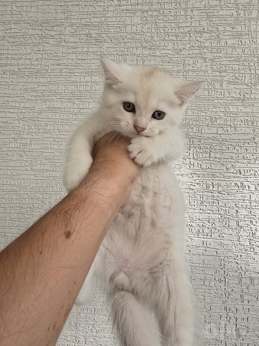 Продаётся котёнка. Британская серебристый шиншилла.