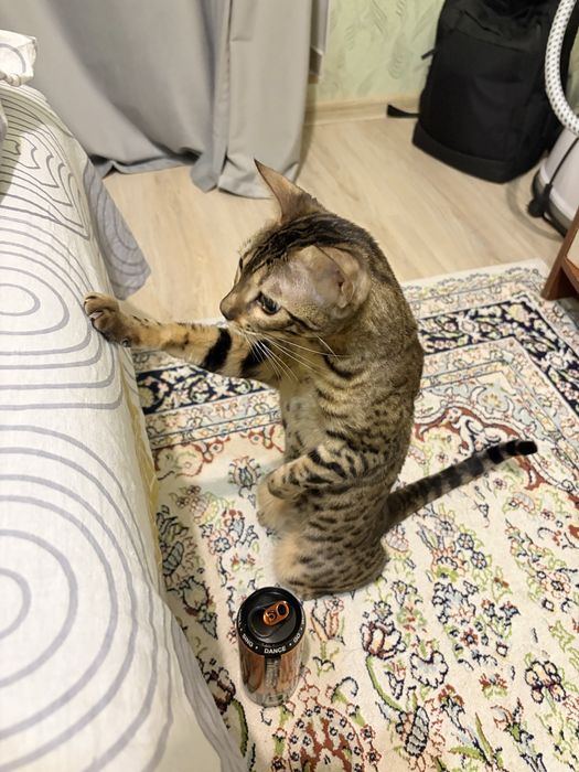 Кошка бенгал продам