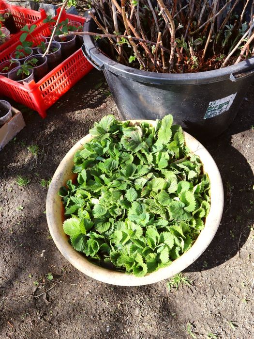 Продам клубнику и малину