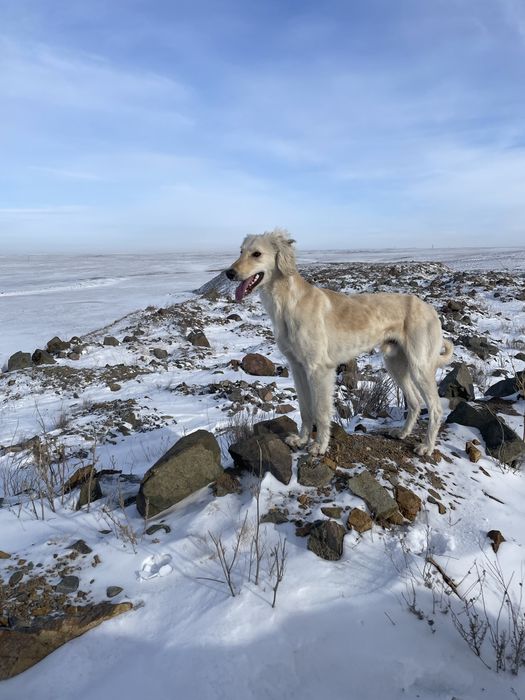 Собака құмай тазы