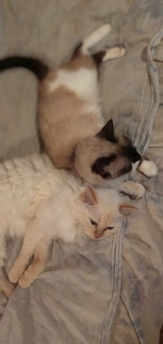 Кошки в добрые руки