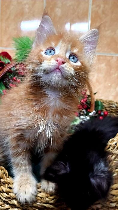 МЕЙН КУН ! Домашняя Рысь!