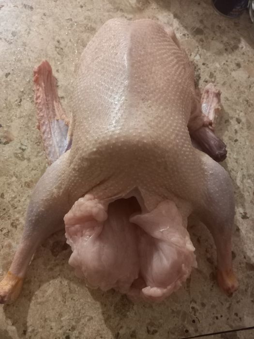 Домашние молодые гуси