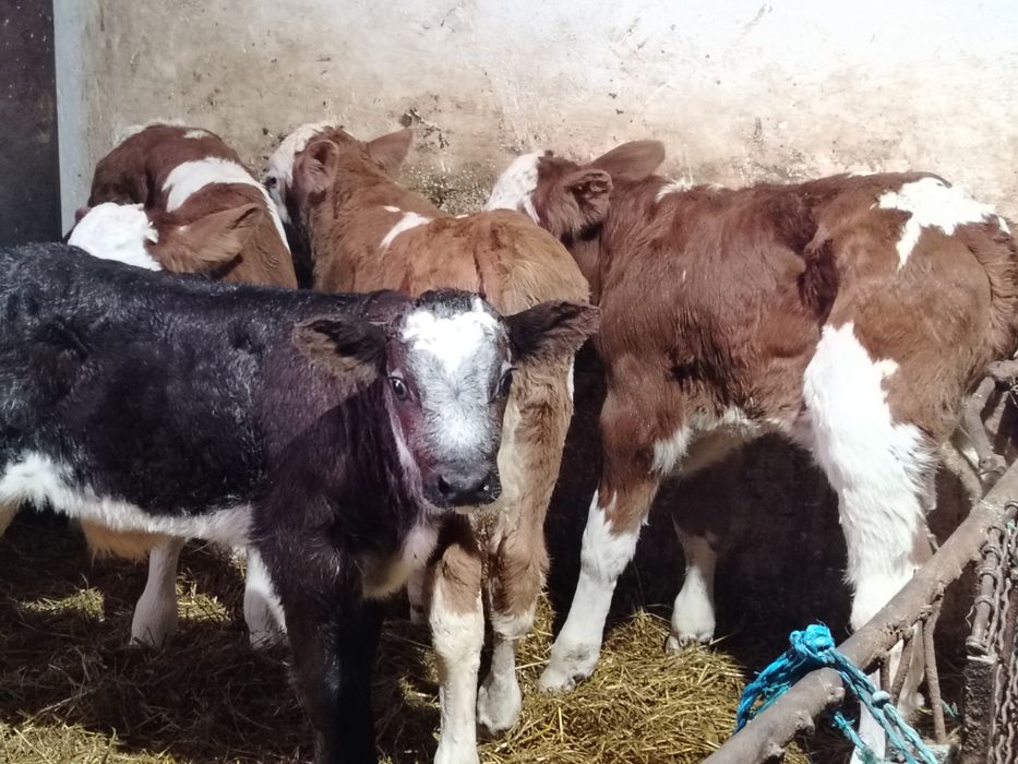 Taurasi baltati și belgieni