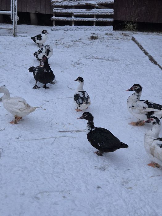 Vând  rațe si țap